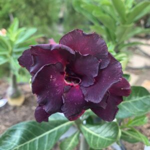 Baby - Rosa do Deserto Midnight