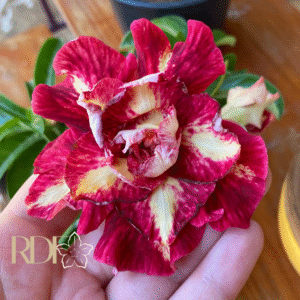 Pré Venda - Rosa do Deserto Mileide - EV 184b