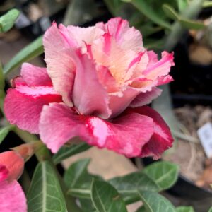 Pré Venda - Rosa do Deserto Mei Xiang