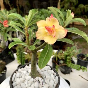 Baby - Rosa do Deserto RS