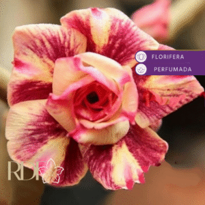 Avaria - Rosa Do Deserto Chocolate