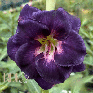 Baby - Rosa do Deserto Malibu