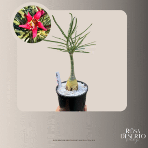 Avaria - Rosa do Deserto Crispum Selvagem