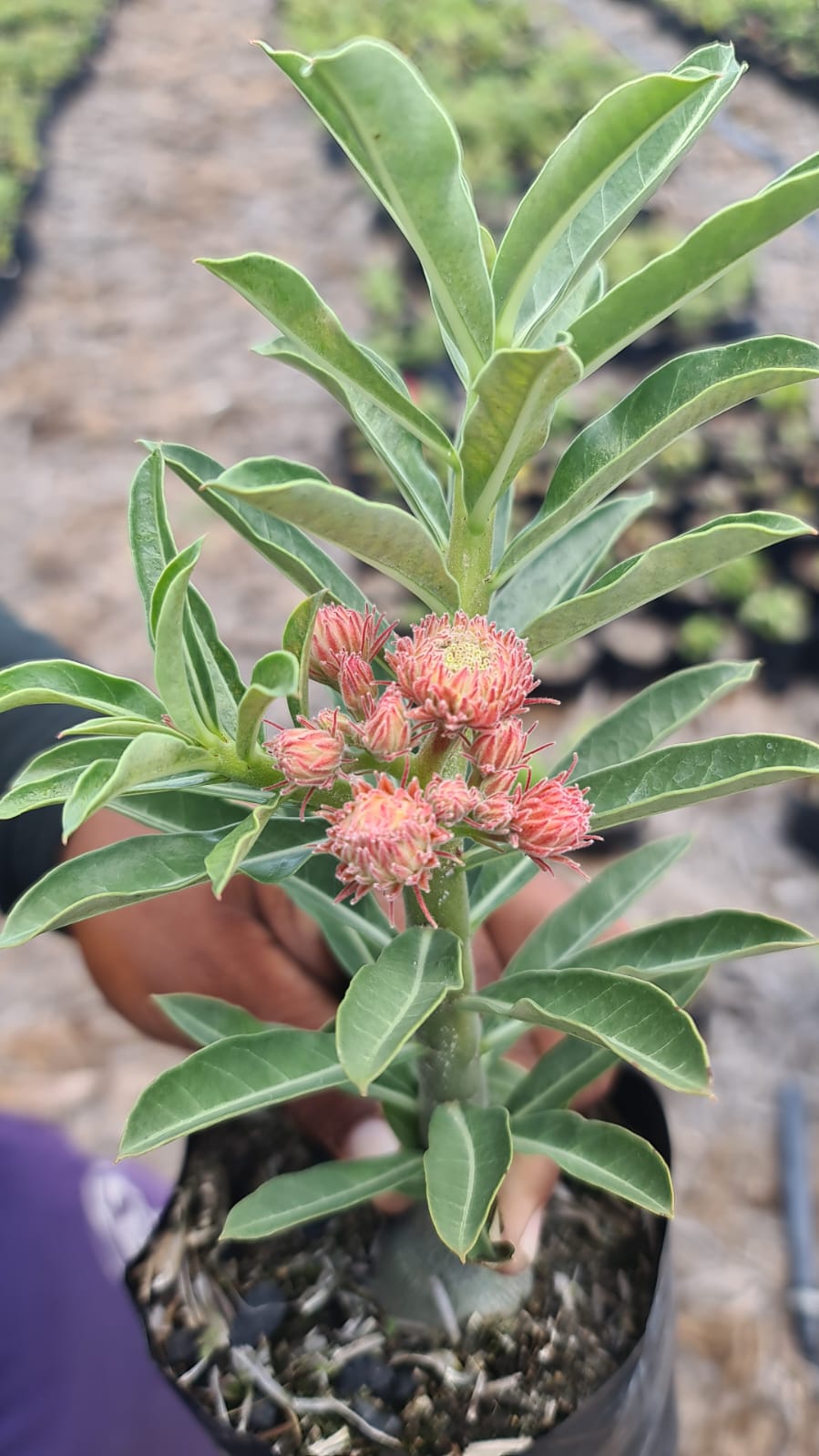 Pré Venda - Rosa do Deserto Orange Elf