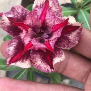 Avaria - Rosa Do Deserto Mimosa