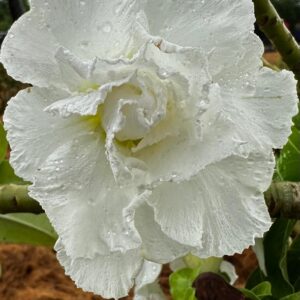 Avaria - Rosa Do Deserto White House