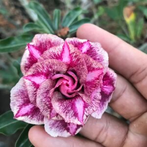 Pré Venda - Rosa  Do Deserto Diferente