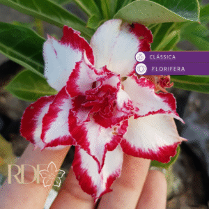 Avaria - Rosa Do Deserto Ferrari