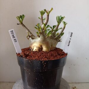 0304 02 Arabicum Godji x Heung (18 Meses)