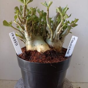 0304 41 Arabicum Tiranossauro (18 Meses)