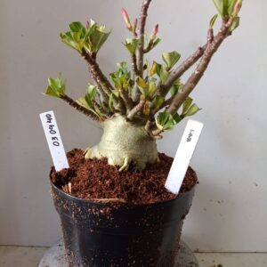 0304 40 Arabicum Lava (18 Meses)