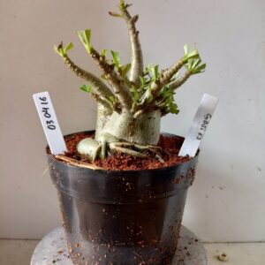 0304 16 Arabicum Godji F2 (18 Meses)