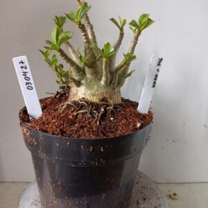 0304 27 Arabicum PMK x MKMK (18 Meses)
