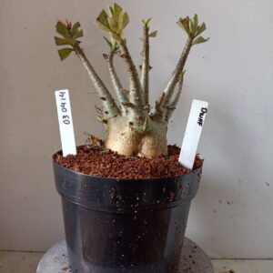 0304 14 Arabicum Dwaf (18 Meses)