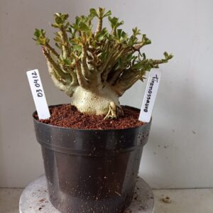 0304 12 Arabicum Tiranossauro (18 Meses)