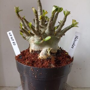 0304 24 Arabicum Hércules (18 Meses)