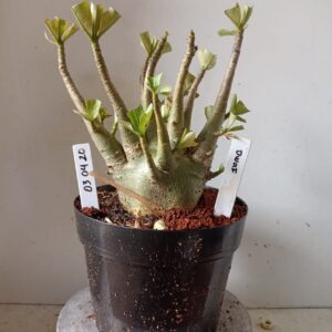 0304 20 Arabicum Dwaf (18 Meses)