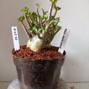 0304 18 Arabicum Black Hank x Onyx (18 Meses)