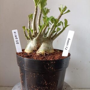 0304 17 Arabicum Godji F2 (18 Meses)