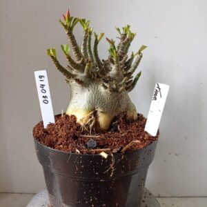 0304 19 Arabicum Thor (18 Meses)