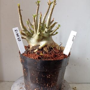 0304 13 Arabicum Dwaf (18 Meses)