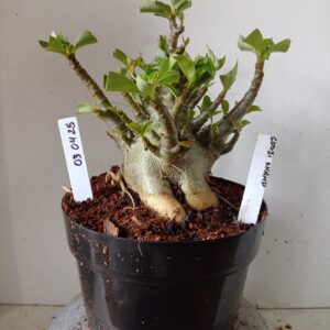 0304 25 Arabicum Godji Champ (18 Meses)