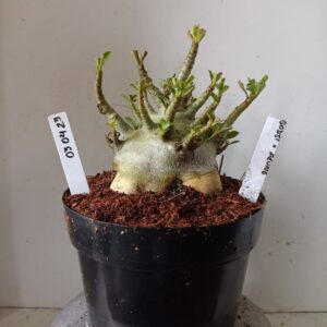 0304 23 Arabicum Godji x Aeung (18 Meses)