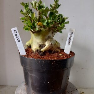 0304 21 Arabicum Dynamo (18 Meses)