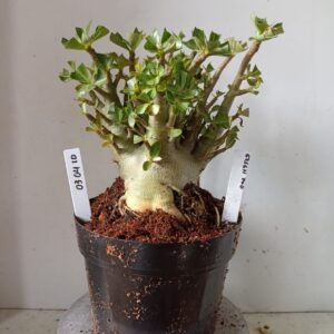 0304 10 Arabicum Green Pod (18 Meses)