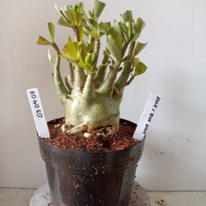 0304 07 Arabicum Hulk x King Kong (18 Meses)