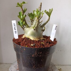 0304 22 Arabicum Dwaf (18 Meses)