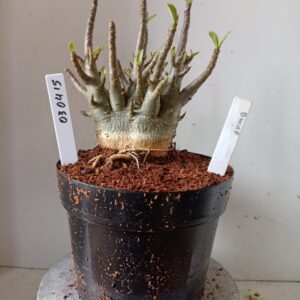 0304 15 Arabicum Dwaf (18 Meses)