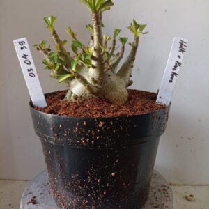 0304 39 Arabicum Hulk x King Kong (18 Meses)