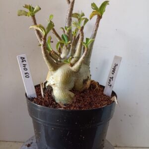 0304 38 Arabicum Super Fast (18 Meses)