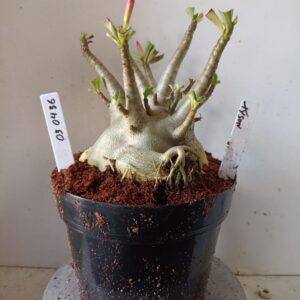 0304 36 Arabicum Tyson (18 Meses)