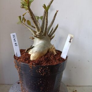 0304 35 Arabicum Dwaf (18 Meses)
