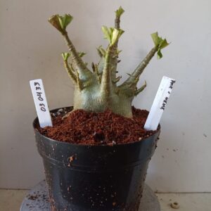 0304 33 Arabicum PMK x MKMK (18 Meses)