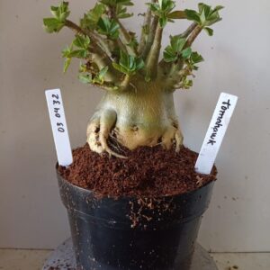 0304 32 Arabicum Tomahawk (18 Meses)