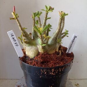0304 31 Arabicum Braquiossauro (18 Meses)