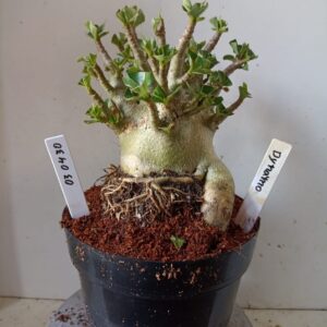 0304 30 Arabicum Dynamo (18 Meses)