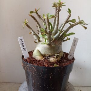 0304 06 Arabicum Dwaf (18 Meses)