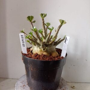 0304 09 Arabicum Tyson (18 Meses)