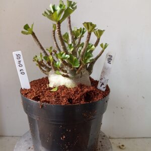 0304 05 Arabicum PBN (18 Meses)