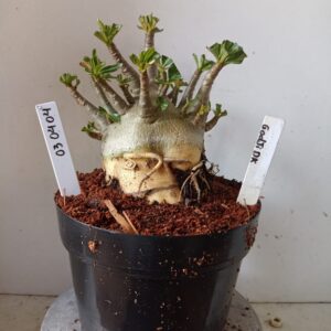 0304 04 Arabicum Godji DK (18 Meses)