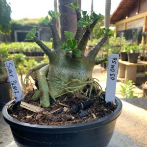 0304 56 Arabicum Super Black (18 Meses)