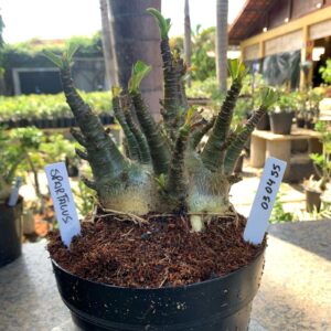 0304 55 Arabicum Spartacus (18 Meses)