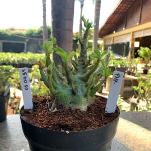 0304 54 Arabicum PMK (18 Meses)