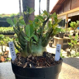 0304 53 Arabicum KDK (18 Meses)