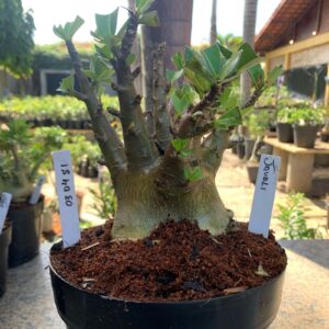 0304 51 Arabicum Javali (18 Meses)