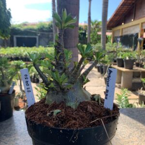 0304 50 Arabicum Arabicum Black (18 Meses)